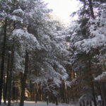 Bosco Ragabo Neve Snow