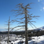 Etna alberi neve inverno - Etna trees winter snow